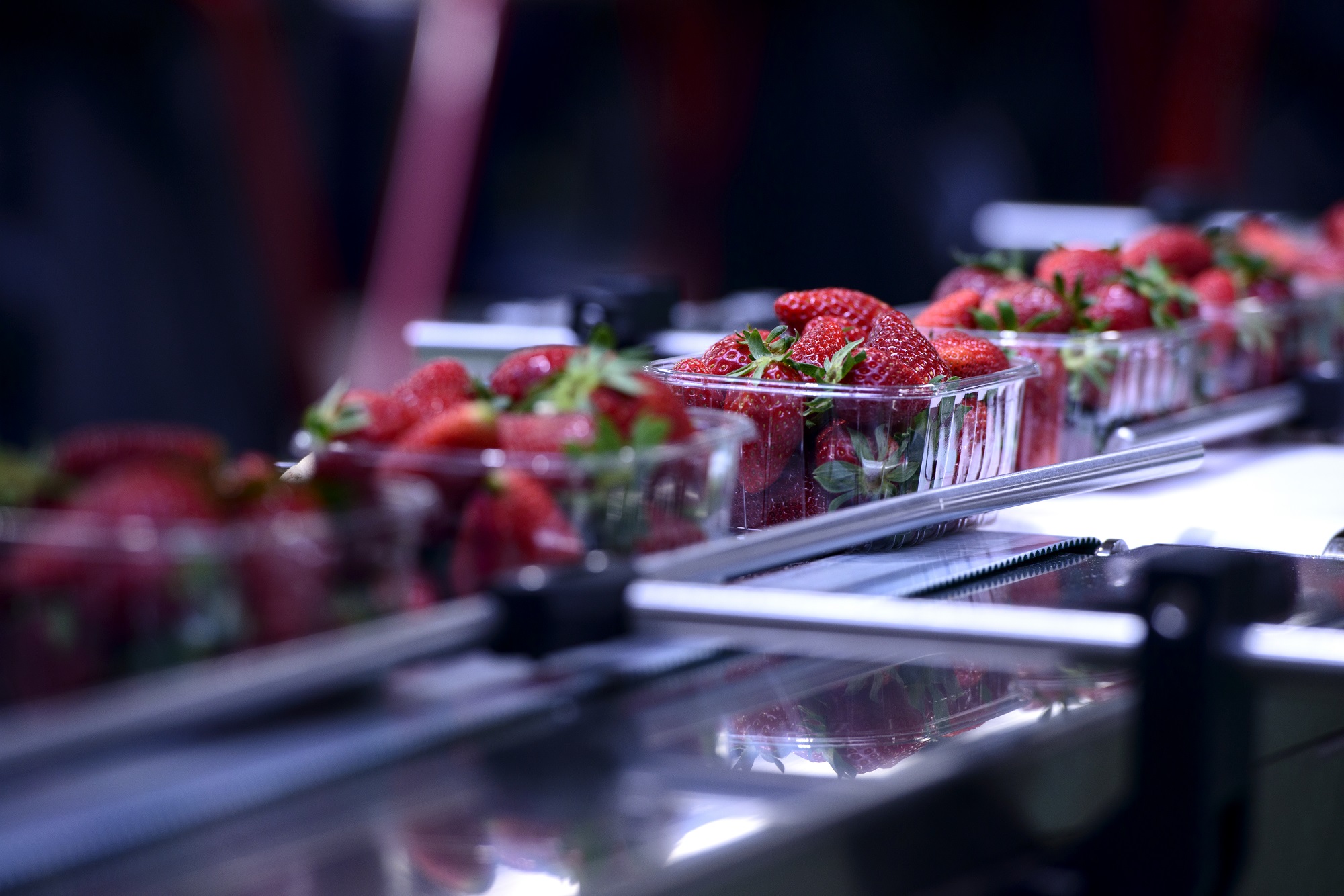 A row of red strawberries in plastic punnets on a production line in a factory setting.